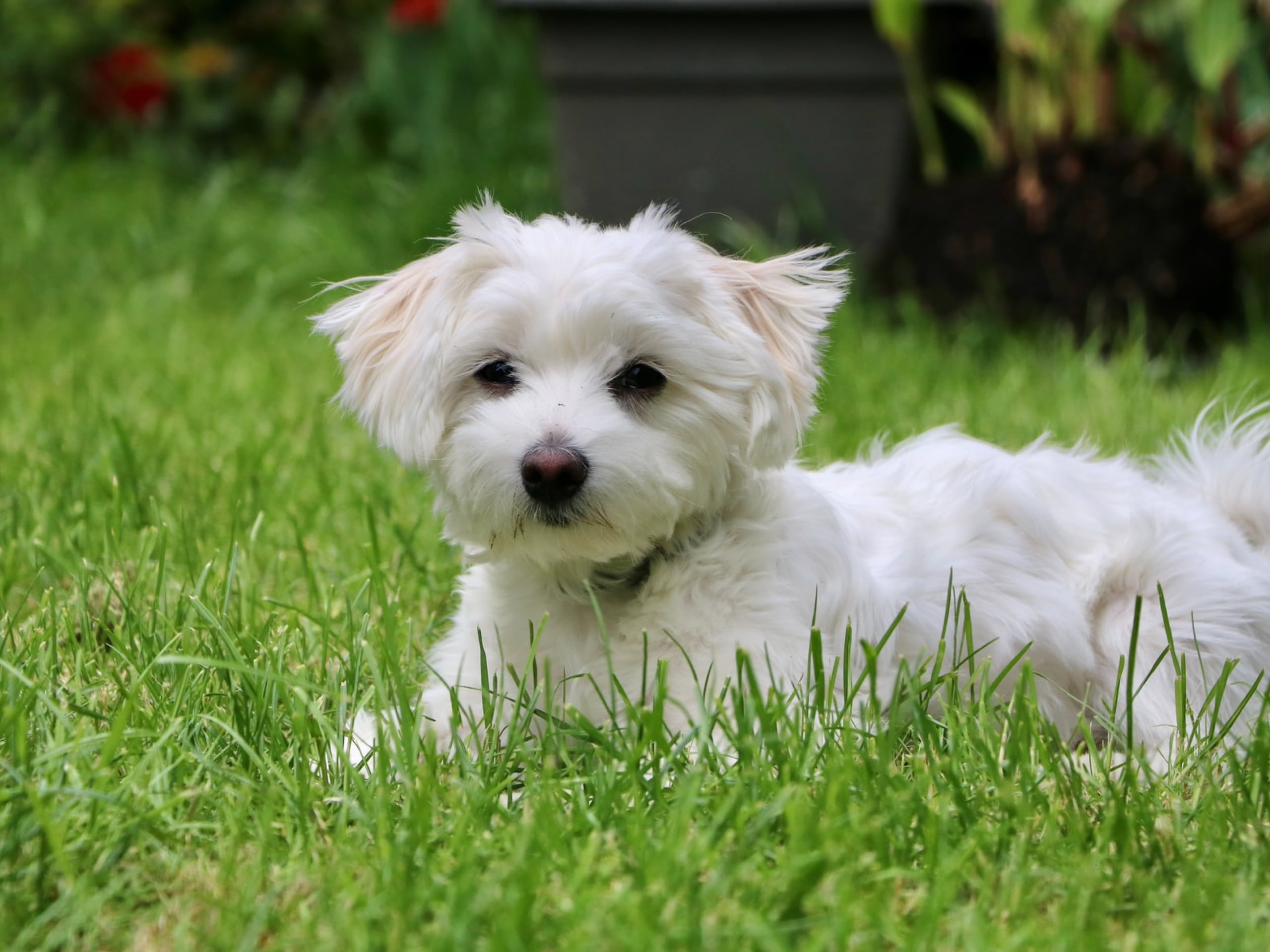 Can dogs eat Cicadas?